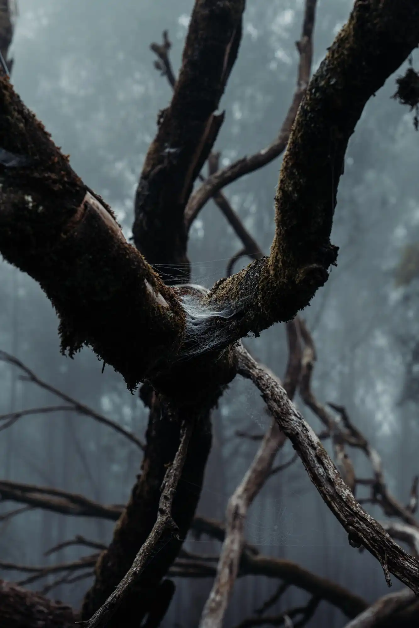 Close-up of tree branches in a misty or foggy environment, highlighting nature.